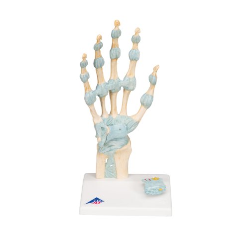 Hand Skeleton Model with Ligaments & Carpal Tunnel - 3B Smart Anatomy