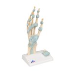 Hand Skeleton Model with Ligaments &amp; Carpal Tunnel - 3B Smart Anatomy