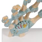 Handskelett-Modell mit B&auml;ndern &amp; Karpaltunnel - 3B Smart Anatomy