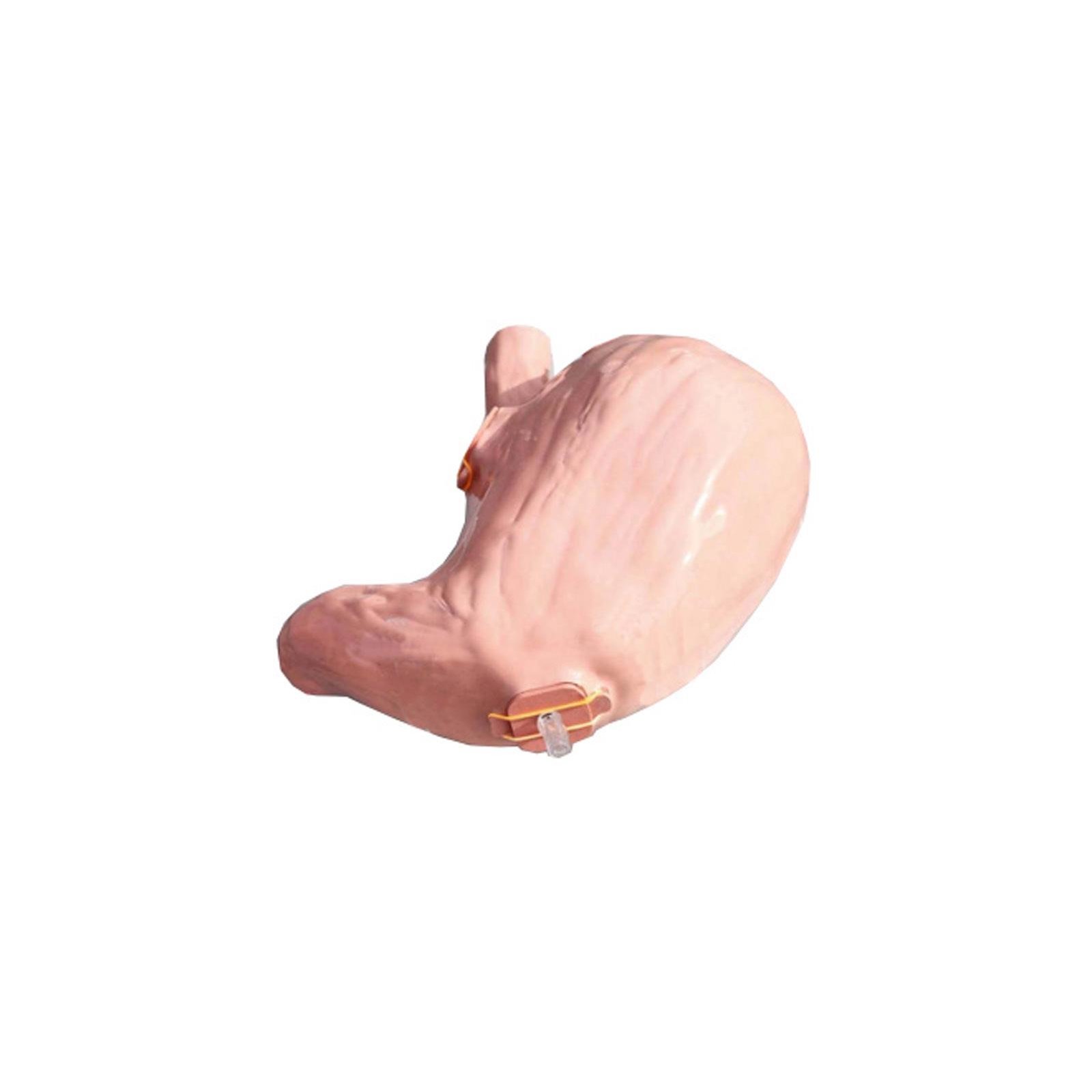 SimStar Gastro EGD Stomach "Special" Dr. Henke R21200