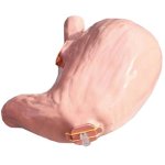 SimStar Gastro &Ouml;GD Zusatzmagen "Spezial"