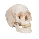 Skull Model, Numbered, 3 part - 3B Smart Anatomy