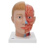 Kopf-Modell mit Gehirn &amp; Hals, 4-tlg - 3B Smart Anatomy