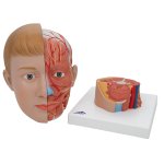 Kopf-Modell mit Gehirn &amp; Hals, 4-tlg - 3B Smart Anatomy