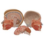 Kopf-Modell mit Gehirn & Hals, 4-tlg - 3B Smart Anatomy