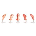 Kopf für Gesichtsinjektionen mit Muskeln, Arterien und Nerven