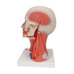 Kopf-Modell mit Muskulatur, Nerven &amp; Gef&auml;&szlig;en &amp; Gehirn, 5-tlg - 3B Smart Anatomy