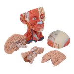 Head and Neck Musculature Model, 5 part - 3B Smart Anatomy
