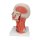 Kopf-Modell mit Muskulatur, Nerven &amp; Gef&auml;&szlig;en &amp; Gehirn, 5-tlg - 3B Smart Anatomy
