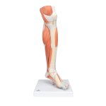 Lower Muscle Leg Model with Detachable Knee, 3 part - 3B...