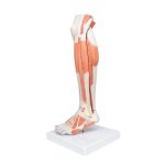 Lower Muscle Leg Model with Detachable Knee, 3 part - 3B Smart Anatomy