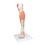 Beinmuskel-Modell des Unterbeins, 3-tlg - 3B Smart Anatomy