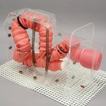 Colonoscope training 3D model