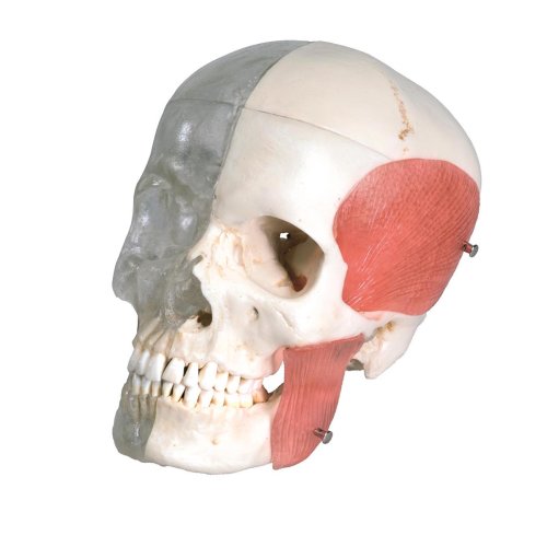 Skull Model BONElike, Half Transparent & Half Bony, 8 part - 3B Smart Anatomy