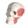 Skull Model BONElike, Half Transparent &amp; Half Bony, 8 part - 3B Smart Anatomy