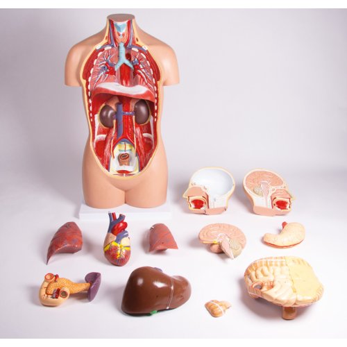 Torso, geschlechtslos, 12 Teile