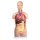 Torso, geschlechtslos, 12 Teile