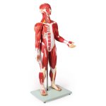 Muscular Figure, 30 Parts, 85 cm