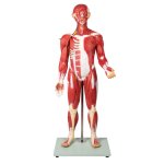 Muscular Figure, 30 Parts, 85 cm