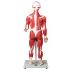 Muskelfigur, 30 Teile, 85cm