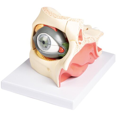 Eye in orbit with eyelid