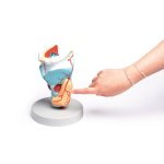 Larynx Model, didactical, 2 times enlarged, 5 parts