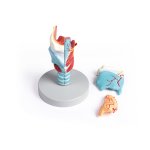 Larynx Model, didactical, 2 times enlarged, 5 parts