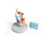 Larynx Model, didactical, 2 times enlarged, 5 parts