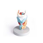Larynx Model, didactical, 2 times enlarged, 5 parts