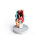 Larynx Model, didactical, 2 times enlarged, 5 parts
