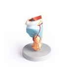 Larynx Model, didactical, 2 times enlarged, 5 parts
