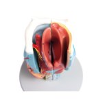 Larynx Model, didactical, 2 times enlarged, 5 parts