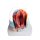 Larynx Model, didactical, 2 times enlarged, 5 parts