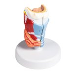 Larynx model, didactical, life size, 2parts