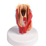 Larynx model, didactical, life size, 2parts