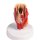 Larynx model, didactical, life size, 2parts