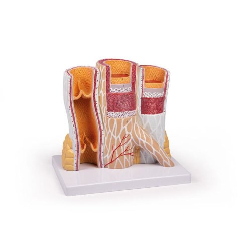 Artery and vein model, 20 times life-size