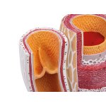Artery and vein model, 20 times life-size