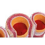 Artery and vein model, 20 times life-size