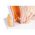 Artery and vein model, 20 times life-size