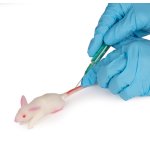 Simulation model mouse