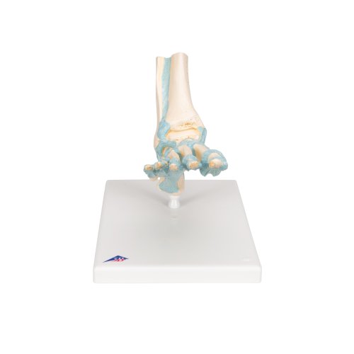 Fußskelett-Modell mit Bändern - 3B Smart Anatomy