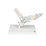 Foot Skeleton Model with Ligaments - 3B Smart Anatomy
