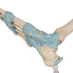 Fu&szlig;skelett-Modell mit B&auml;ndern - 3B Smart Anatomy