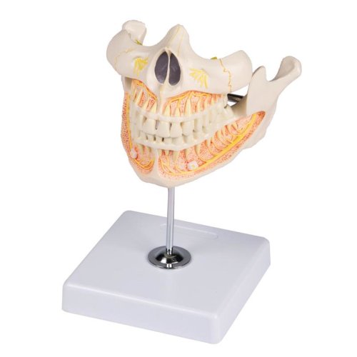 Decidous teeth model