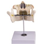 Decidous teeth model