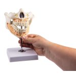 Decidous teeth model