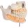 Decidous teeth model