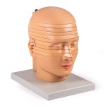 Disc Head Model