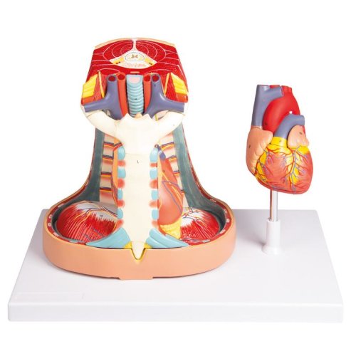 Mediastinum, life size